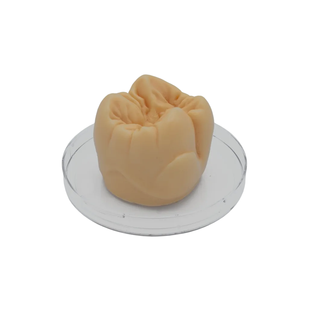 "Tooth" Sculpturing Wax molar beige opaque, 40 g