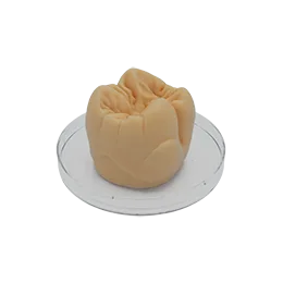 "Tooth" Sculpturing Wax molar beige opaque, 40 g